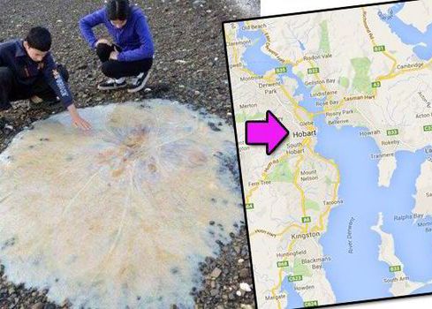 Meduza Uriasa Cu Diametrul De 1 5 Metri Descoperita Pe O Plaja Din Australia Pur Si Simplu Ne A Taiat