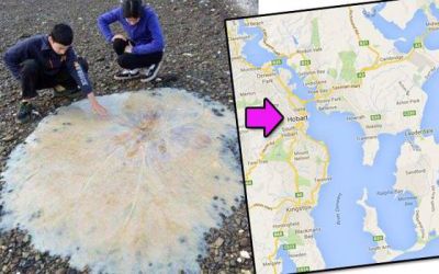 Meduza uriasa, cu diametrul de 1,5 metri, descoperita pe o plaja din Australia. Pur si simplu ne-a taiat respiratia