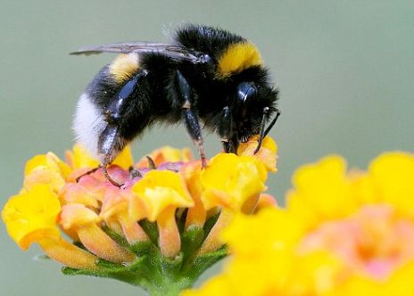 Albinele Ar Putea Escalada Everestul Chiar Daca Nu Sunt Foarte Bune Zburatoare 1