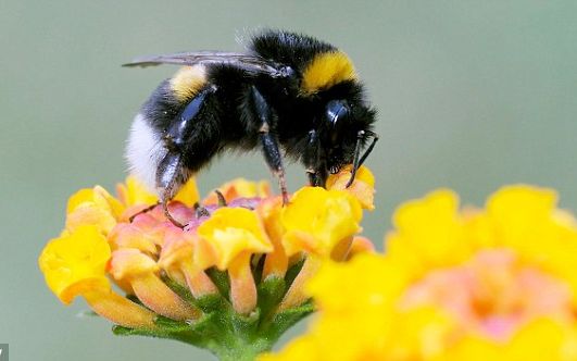 Albinele Ar Putea Escalada Everestul Chiar Daca Nu Sunt Foarte Bune Zburatoare 1