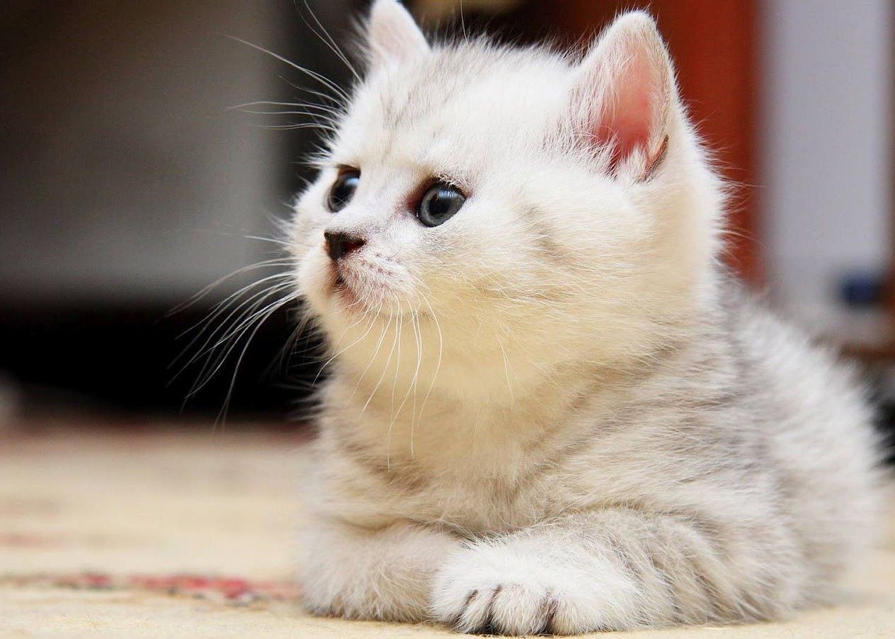 Selfie s-a transformat in petsie. Animalele de companie vor invata Internetul Moda Selfie A Fost Inlocuita Cu Petsie Tot Mai Multe Persoane Posteaza Portrete Cu Animalele De Companie