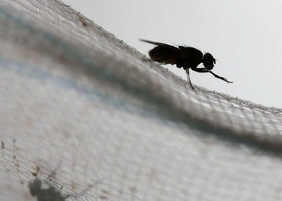 Oamenii De Stiinta Folosesc Laserul Pentru Flirt In Cazul Mustelor