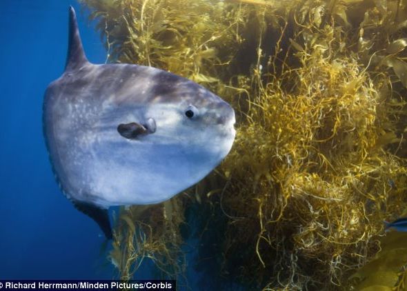 95 Dintre Speciile Marine Majoritatea Pesti Nu Au Fost Atinse De Pescari