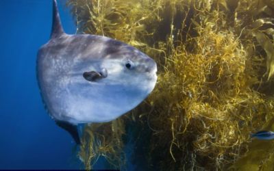 95% din speciile marine, majoritatea pesti, nu au fost atinse de pescari