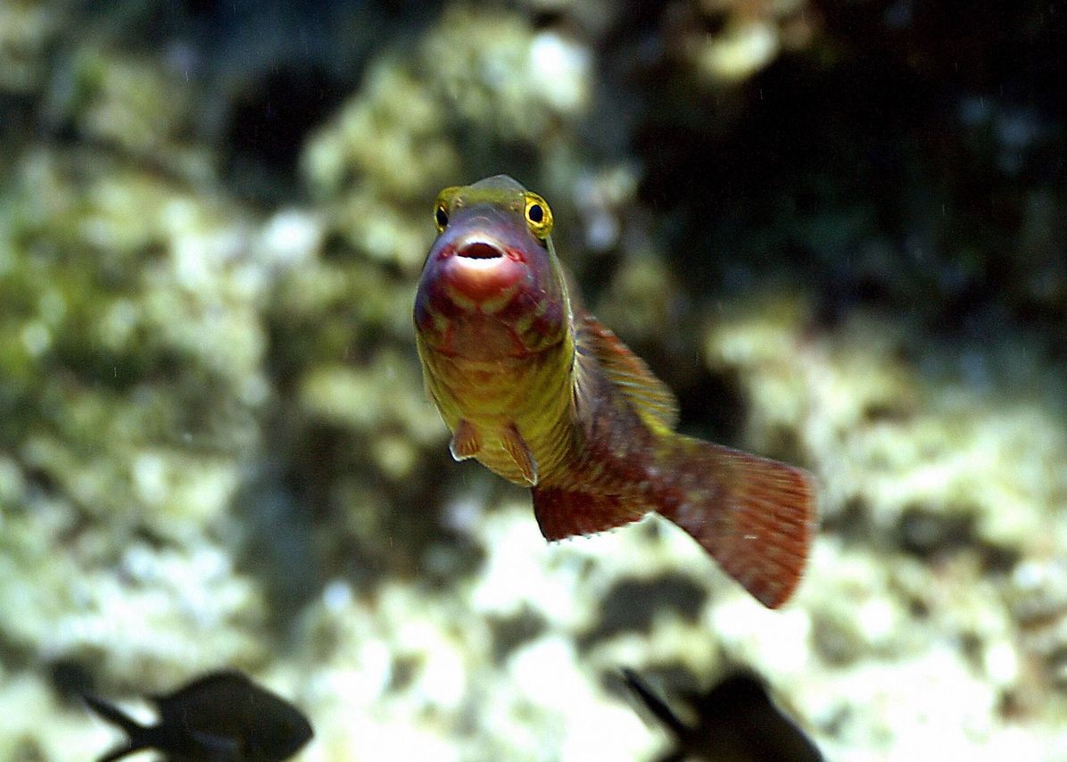 Asteroidul Care A Dus La Disparitia Dinozaurilor A Cauzat Si Moartea Unor Specii Marine