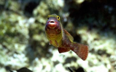 Asteroidul care a dus la disparitia dinozaurilor a cauzat si moartea unor specii marine