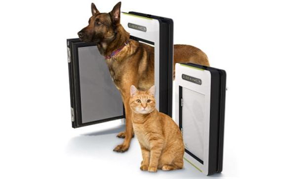 Vrei Ca Animalul Tau De Companie Sa Nu Mai Iasa Afara In Ploaie Si Sa Lase Urme La Intoarcere Te Costa