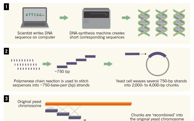 Prima Forma De Viata Artificiala Creata De Cercetatorii Americani