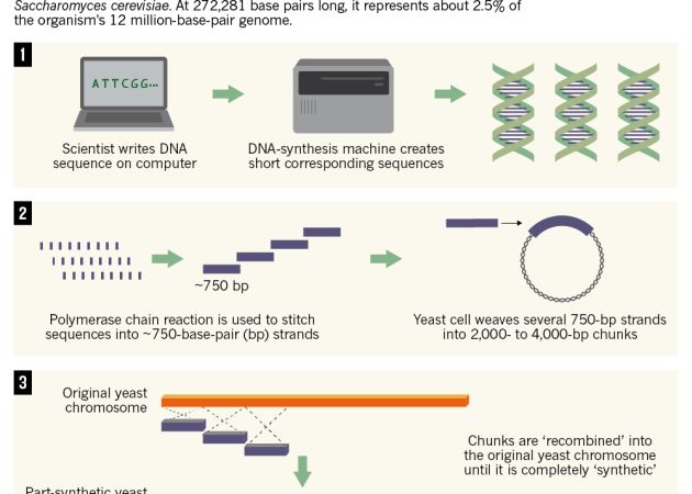 Prima forma de viata artificiala, creata de cercetatorii americani Prima Forma De Viata Artificiala Creata De Cercetatorii Americani