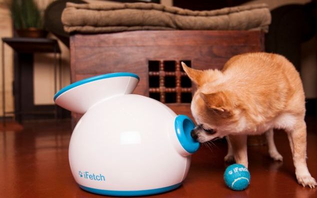 Ifetch Dispozitivul Care Are Grija De Animalul Tau De Companie Cand Tu N Ai Chef