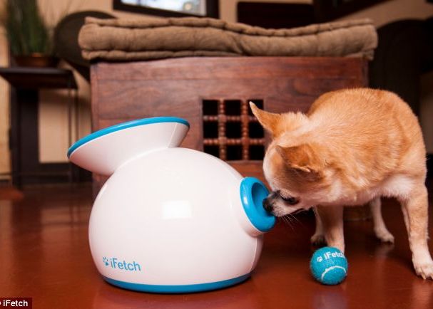 iFetch, dispozitivul care are grija de animalul tau de companie cand tu n-ai chef Ifetch Dispozitivul Care Are Grija De Animalul Tau De Companie Cand Tu N Ai Chef