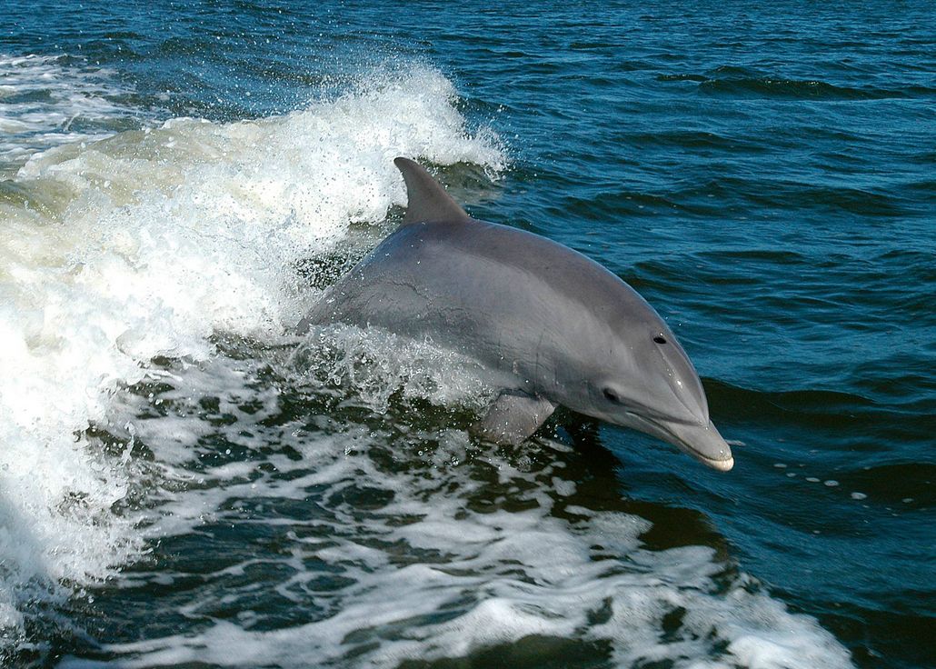 Oamenii De Stiinta Au Reusit Sa Dezvolte Un Translator Pentru Oameni Si Delfini