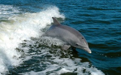 Discutiile delfinilor, traduse in engleza cu ajutorul unui dispozitiv