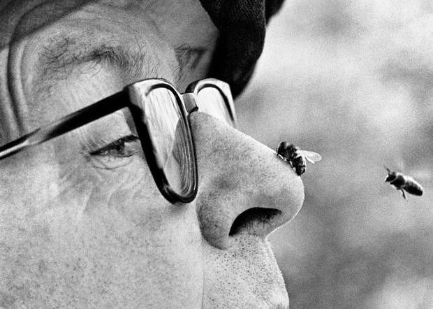 Care Sunt Zonele Care Fac Ca Intepatura De Albina Sa Fie Insuportabila