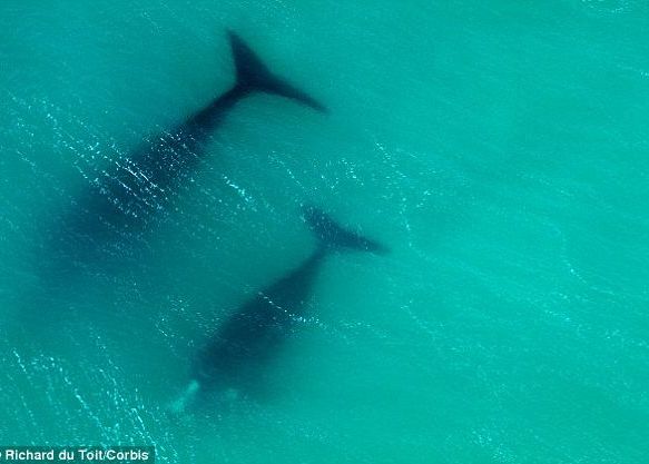 Balenele Pot Fi Studiate Si Cu Ajutorul Satelitilor