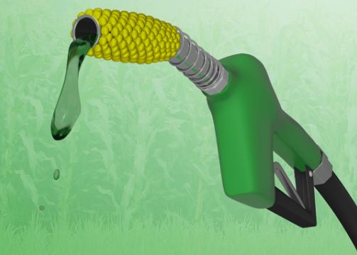 Combustibilul produs din porumb este mai daunator pentru mediu decat benzina Combustibilul Produs Din Porumb Este Mai Daunator Pentru Mediu Decat Benzina