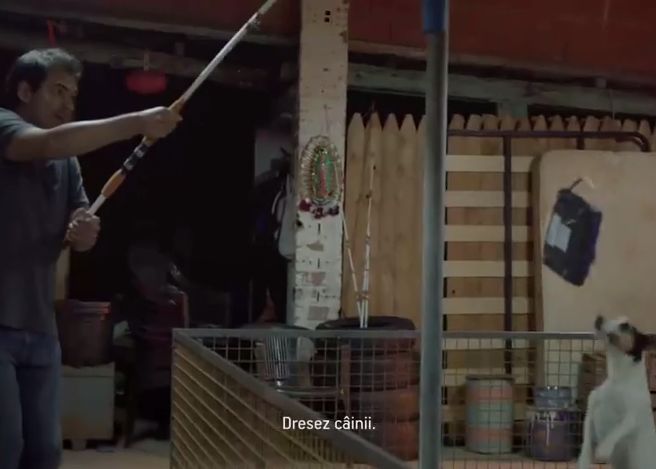 Viral Cum Dresezi Un Caine Sa Gaseasca Un Internet Prin Wi Fi