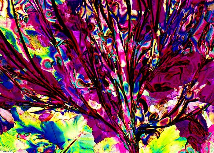 Martini sec Cum Arata De Fapt Berea Imagini Superbe Cu Bauturi Alcoolice La Microscop