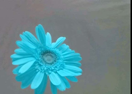 Cum schimbi culoarea unei flori cu telefonul mobil. Aplicatia pe care trebuie sa o instalezi Cum Schimbi Culoarea Unei Flori Cu Telefonul Mobil Aplicatia Pe Care Trebuie Sa O Instalezi