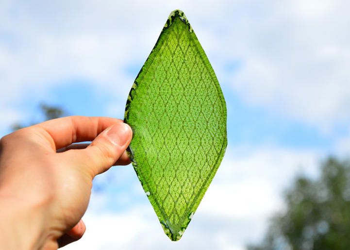 Cucerirea spatiului, cu un pas mai aproape. Un cercetator a creat frunza artificiala Cucerirea Spatiului Cu Un Pas Mai Aproape Un Cercetator A Creat Frunza Artificiala