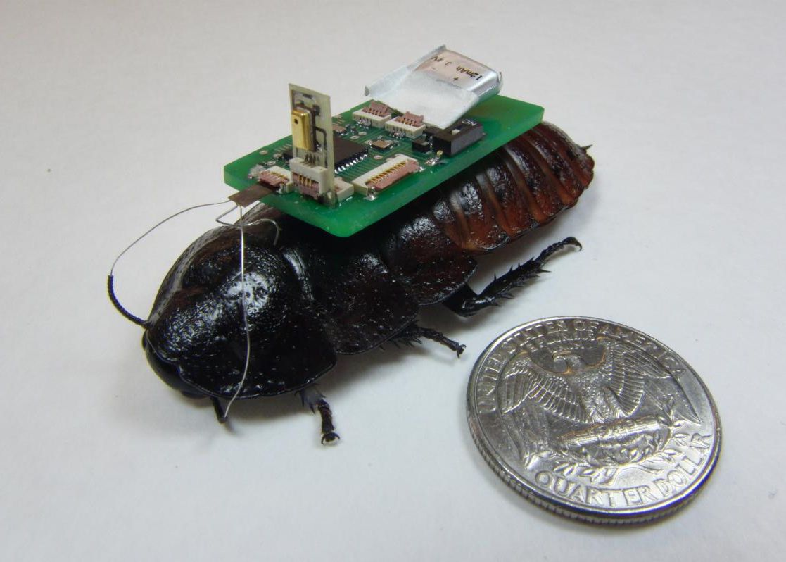 Gandacii Cyborg Vor Ajuta La Salvarea Oamenilor In Caz De Dezastre