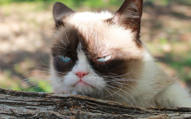 Grumpy Cat A Produs O Avere In Ultimii Doi Ani Suma Uriasa Incasata De Cea Mai Suparata Pisica De Pe Internet