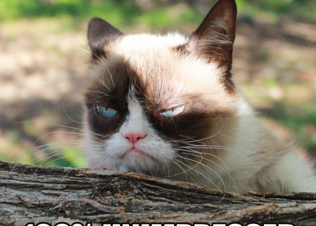 Grumpy Cat A Produs O Avere In Ultimii Doi Ani Suma Uriasa Incasata De Cea Mai Suparata Pisica De Pe Internet