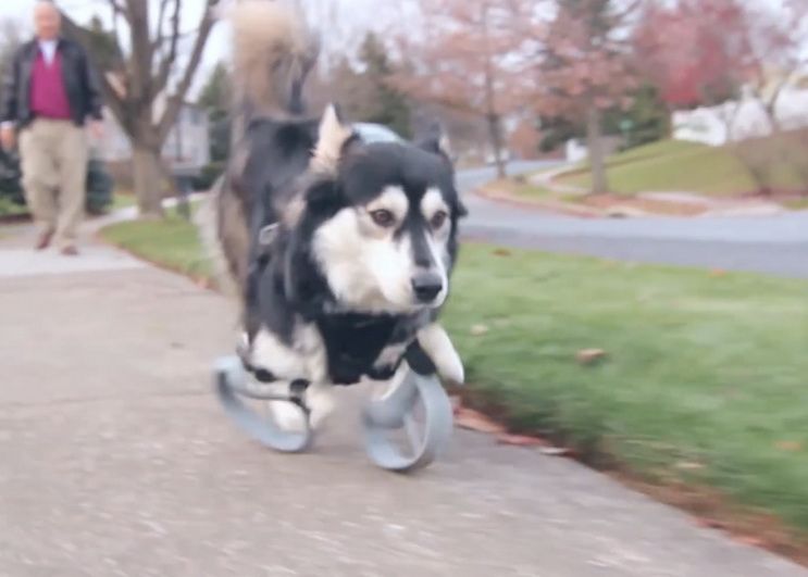 Imaginile Care Au Emotionat Milioane De Oameni Cum A Reactionat Acest Catel Cand A Alergat Pentru Prima
