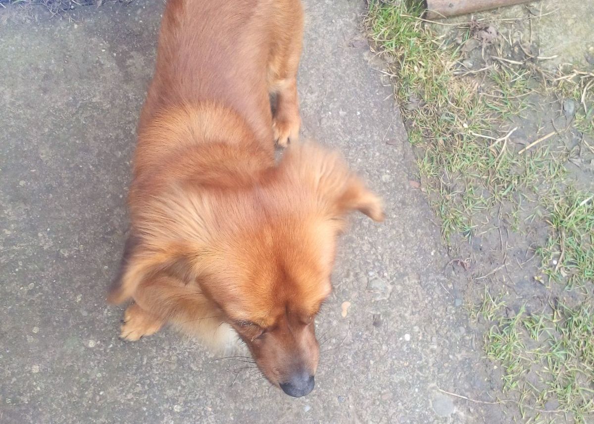 Allview A Lansat Telefonul Cu Care Vrea Sa Cucereasca Romania Are Senzor De Amprenta Si O Baterie Excelenta