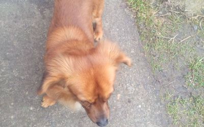 Allview a lansat telefonul cu care vrea sa cucereasca Romania! Are senzor de amprenta si o baterie excelenta! Cat costa