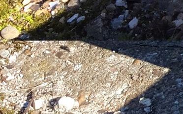 Galaxy S6 Edge Vs Iphone 6 Plus Ce Telefon Are Camera Mai Buna