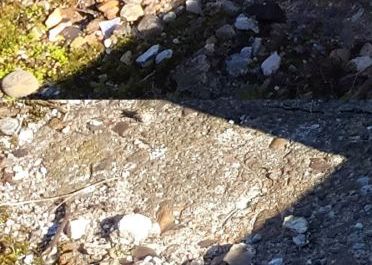 Galaxy S6 Edge Vs Iphone 6 Plus Ce Telefon Are Camera Mai Buna