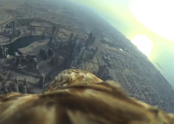 Record Mondial Spectaculos Zborul De Pe Burj Khalifa Al Unui Vultur Imperial Video