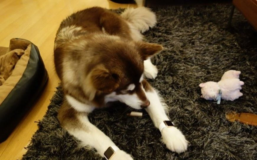 Fiul Celui Mai Bogat Om Din China I A Cumparat 2 Apple Watch De Aur Catelului Sau