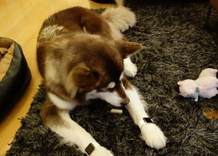 Fiul celui mai bogat om din China i-a cumparat 2 Apple Watch de aur catelului sau Fiul Celui Mai Bogat Om Din China I A Cumparat 2 Apple Watch De Aur Catelului Sau