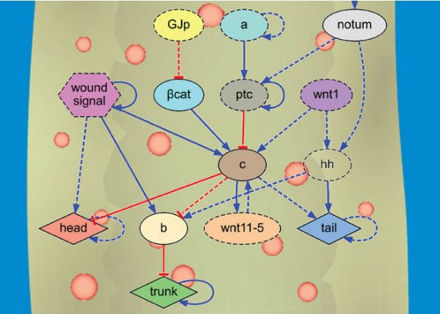 Este Prima Data Cand Se Intampla Acest Lucru Un Mister Vechi De 100 De Ani A Fost In Sfarsit Rezolvat