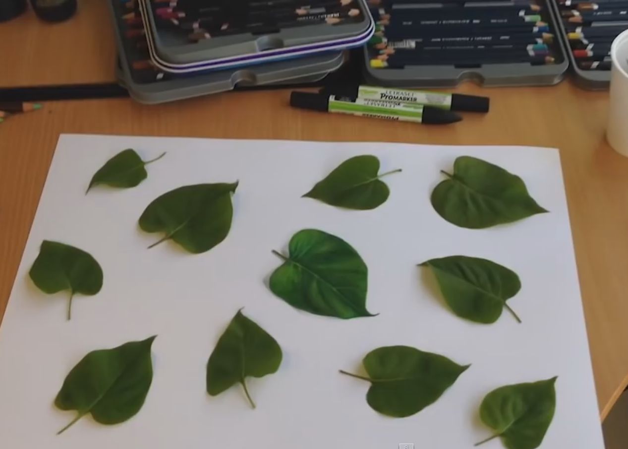 Provocarea Zilei Care Dintre Aceste Frunze Este Desenata Pe Hartie Video