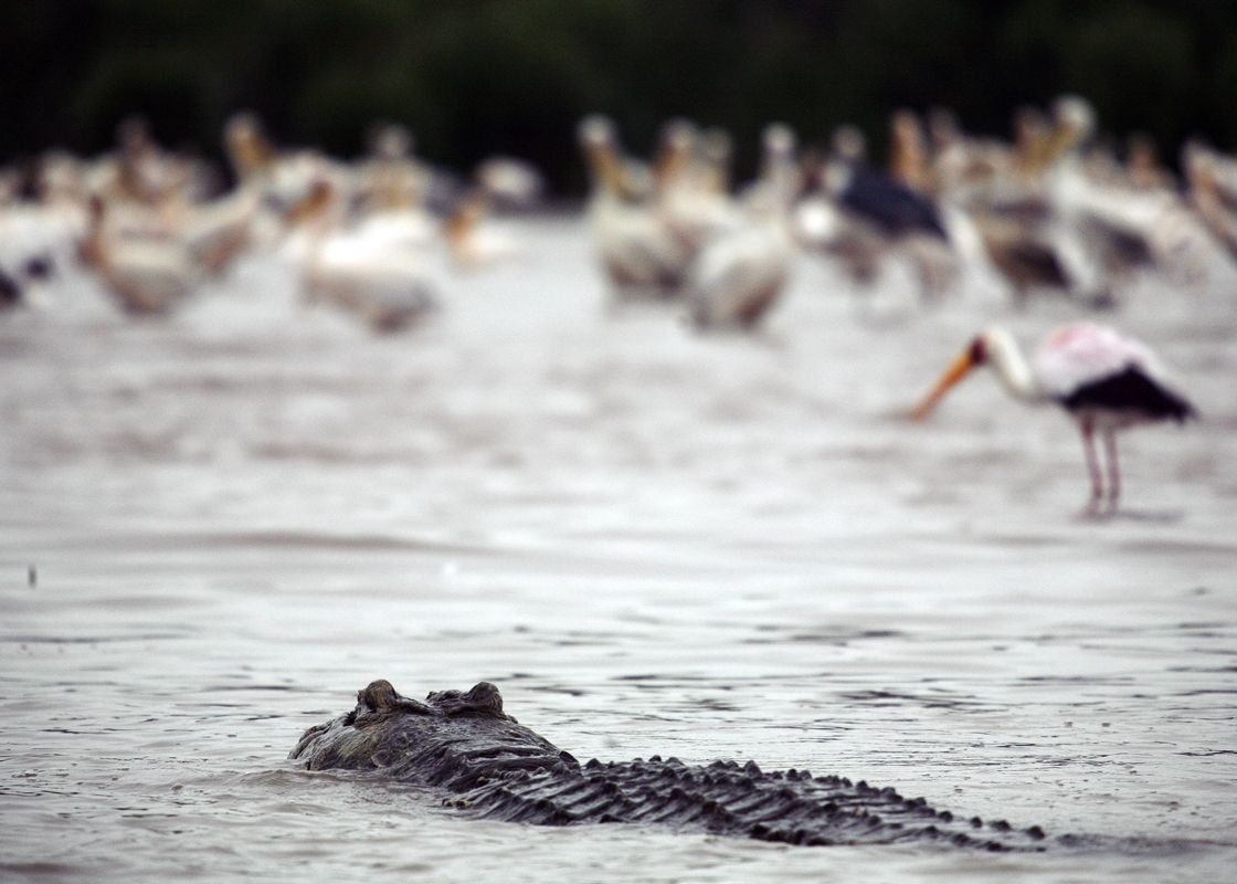 F64 Aduce In Bucuresti Povestile Din Tanzania Printr O Prezentare Foto Gratuita