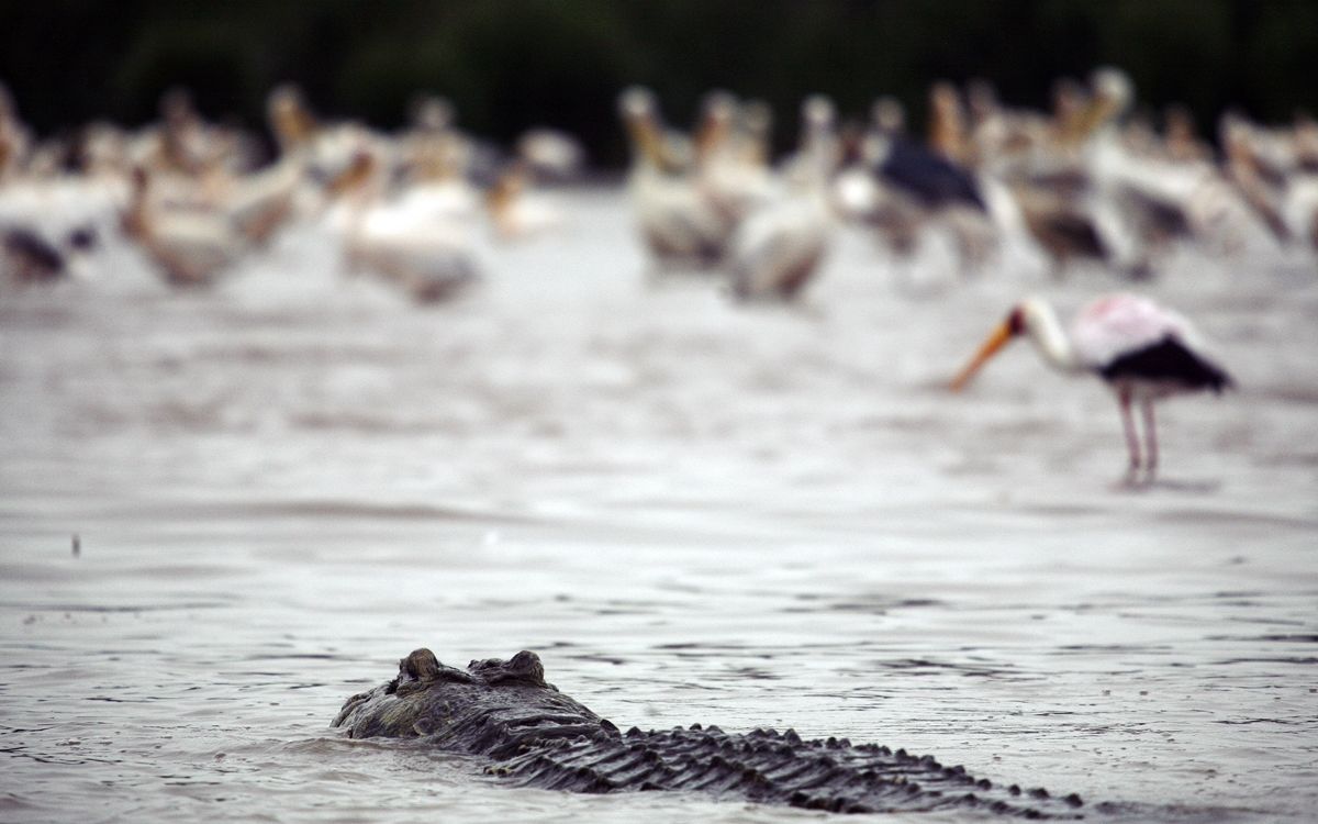 F64 Aduce In Bucuresti Povestile Din Tanzania Printr O Prezentare Foto Gratuita