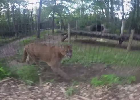 A Sarit Gardul La Gradina Zoologica Si S A Dus Sa Se Joace Cu Pumele Ce A Patit Un Barbat