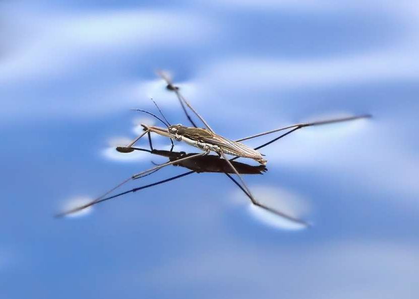 Acest Robot Minuscul Poate Merge Si Sari Pe Apa Video