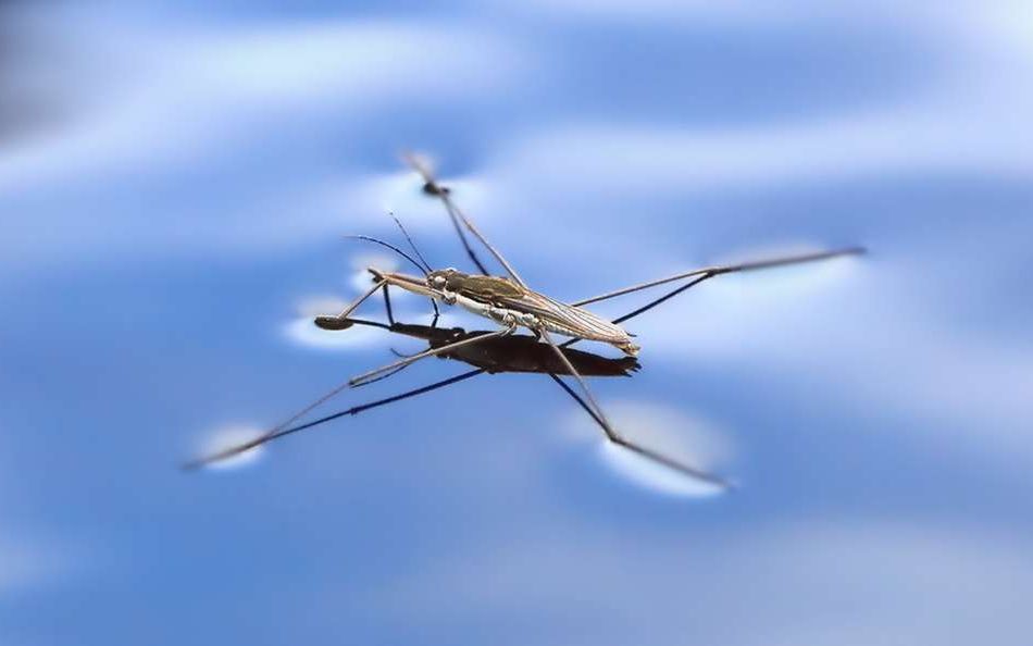 Acest Robot Minuscul Poate Merge Si Sari Pe Apa Video