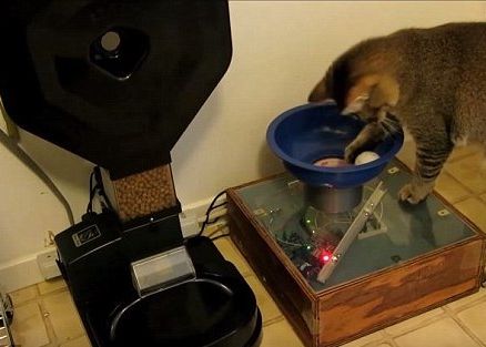 Nebunie Curata Cum Si A Dresat Pisica Acest Hacker Cu Ajutorul Tehnologiei