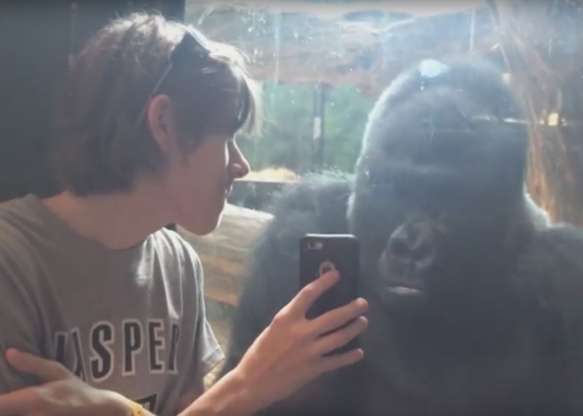 Clipul Care Face Senzatie Pe Internet Astazi Ce Face Aceasta Gorila Cand Isi Vede Poza Pe Telefon Video