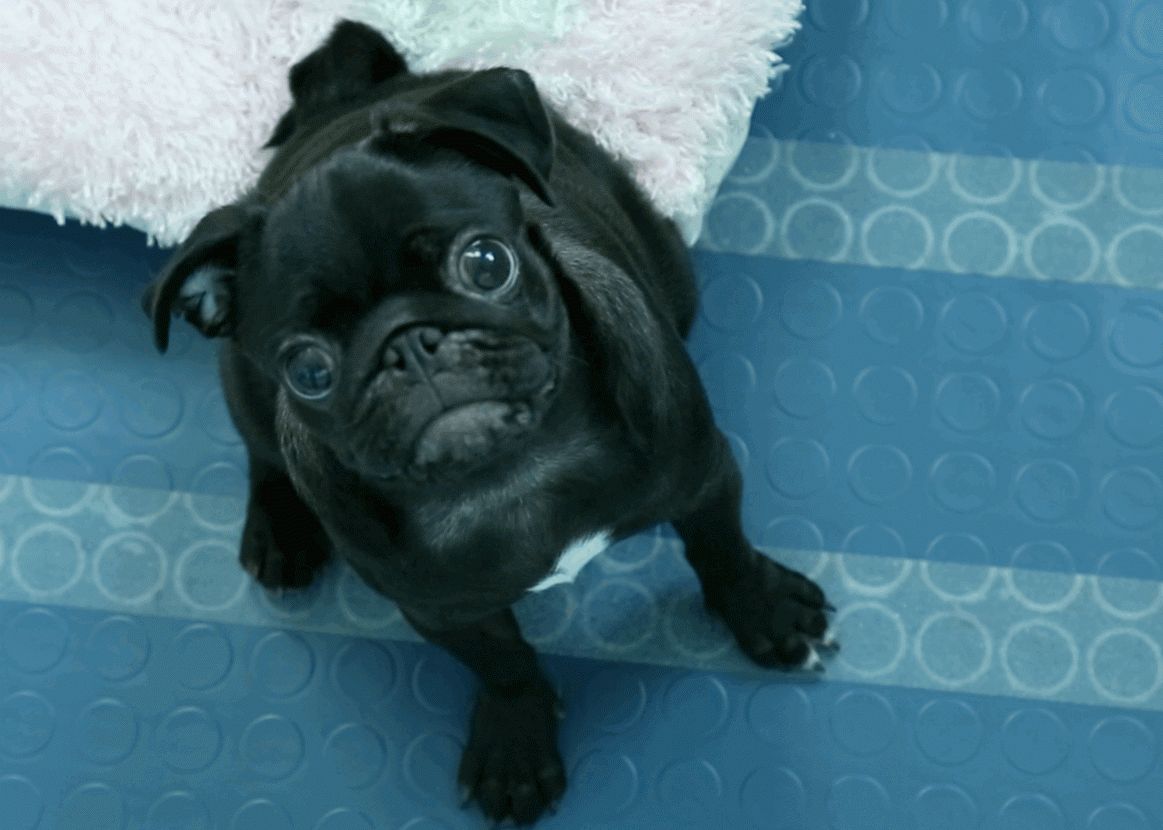 O Companie A Reusit Sa Cloneze Un Caine Procesul Este Unul Extrem De Simplu 1