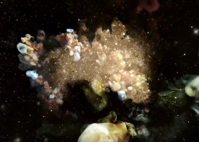 Unul dintre cele mai vizionate clipuri din ultimele zile! Peste 700.000 de oameni au vazut imaginile publicate de Apple Unul Dintre Cele Mai Vazute Clipuri Din Ultimele Zile Peste 700 000 De Oameni Au Vazut Imaginile Publicate