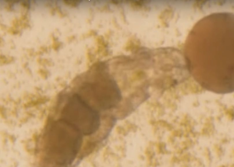 E inceputul unei noi ere? Cercetatorii japonezi au readus la viata un animal inghetat de 30 de ani E Inceputul Unei Noi Ere Cercetatorii Japonezi Au Readus La Viata Un Animal Inghetat De 30 De Ani