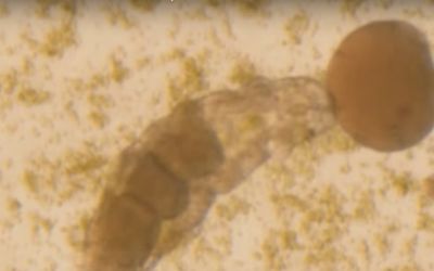 E inceputul unei noi ere? Cercetatorii japonezi au readus la viata un animal inghetat de 30 de ani