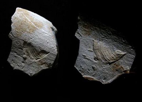Imaginea Pasarii Din Logo Ul Twitter Descoperita De Arheologi Pe O Piata Scrajelita In Paleolitic