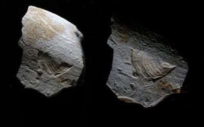 Imaginea pasarii din logo-ul Twitter, descoperita de arheologi pe o piata scrajelita in Paleolitic